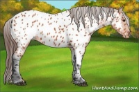 Horse Color:Bay Appaloosa