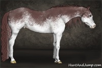 Horse Color:White Spotted Chocolate Blue Roan