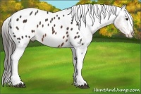 Horse Color:Brown Sabino Splash Tobiano Appaloosa Rabicano 