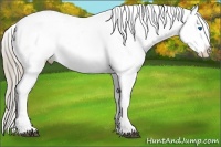 Horse Color:Palomino Splash Appaloosa 