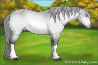 Horse Color:Bay Chinchilla Varnish 