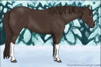 Horse Color:Liver Chestnut 
