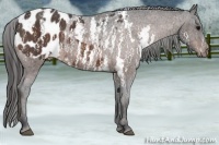 Horse Color:Bay Sabino Splash Appaloosa  Brindle