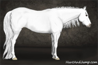 Horse Color:Gray Buckskin Roan Appaloosa 