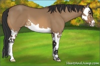 Horse Color:Bay Dun Splash 