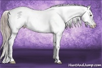 Horse Color:Chocolate Palomino Roan Appaloosa