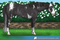 Horse Color:Smoky Black Sabino Rabicano 
