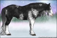 Horse Color:White Spotted Black Ice Sabino Splash