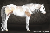 Horse Color:White Spotted Liver Red Onyx Sabino Splash 