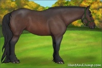 Horse Color:Bay Roan 