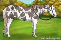 Horse Color:White Spotted Liver Chestnut Splash Appaloosa 