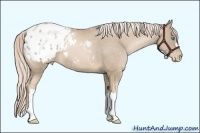 Horse Color:Chocolate Palomino Pearl Appaloosa 