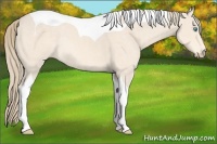 Horse Color:Perlino Tobiano Rabicano