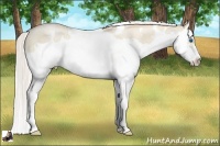Horse Color:White Spotted Silver Smoky Grullo Roan Pearl Splash Frame 