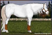 Horse Color:Liver Chestnut Pearl Splash Appaloosa 