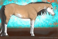 Horse Color:Buckskin Sabino 