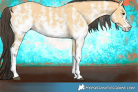 Horse Color:Buckskin Sabino