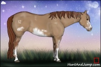 Horse Color:Red Dun Sabino Frame 
