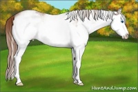 Horse Color:White Spotted Red Roan Splash