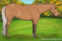 Horse Color:Silver Bay Rabicano