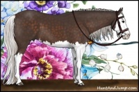 Horse Color:Silver Bay Splash