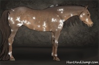 Horse Color:White Spotted Liver Chestnut