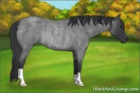 Horse Color:Blue Roan Rabicano 