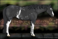 Horse Color:White Spotted Black