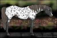 Horse Color:Smoky Black Appaloosa 