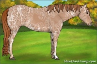 Horse Color:Chestnut Ice 