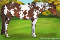 Horse Color:White Spotted Liver Chestnut 
