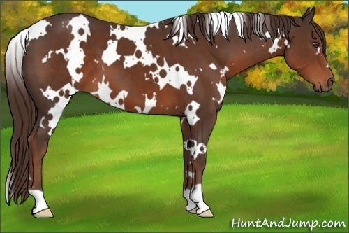 Horse Color:White Spotted Liver Chestnut 