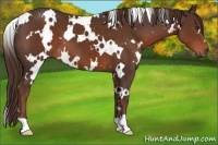 Horse Color:White Spotted Liver Chestnut 