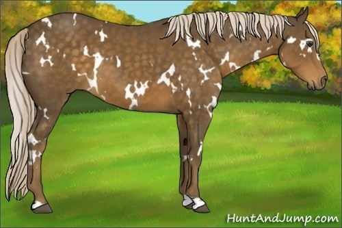 Horse Color:White Spotted Chocolate Palomino