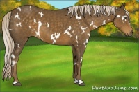 Horse Color:White Spotted Chocolate Palomino
