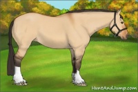 Horse Color:Buckskin Dun 