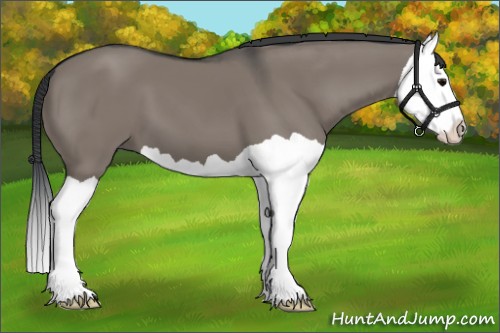 Horse Color:Grullo Splash 