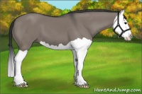 Horse Color:Grullo Splash 