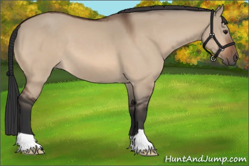 Horse Color:Bay Dun
