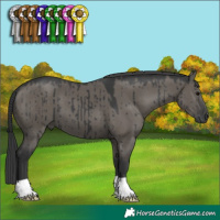 Horse Color:Grullo Brindle