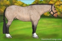 Horse Color:Bay Roan Dun 