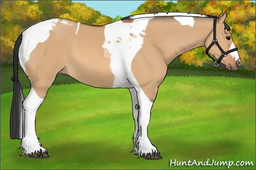 Horse Color:Bay Dun Tobiano