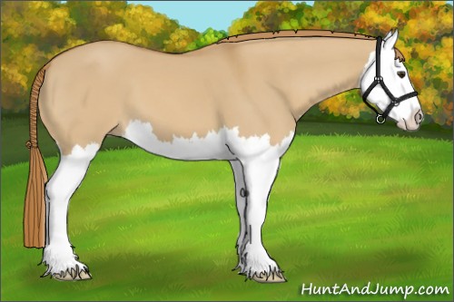 Horse Color:Red Dun Splash 