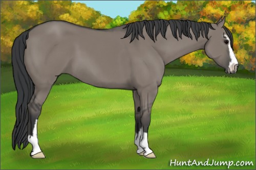 Horse Color:Grullo Sabino