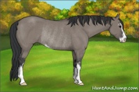 Horse Color:Grullo Sabino Rabicano