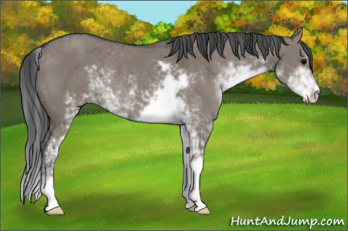 Horse Color:Grullo Sabino Rabicano