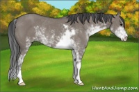 Horse Color:Grullo Sabino Rabicano