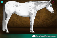 Horse Color:White Spotted Blue Roan Splash Frame Appaloosa 