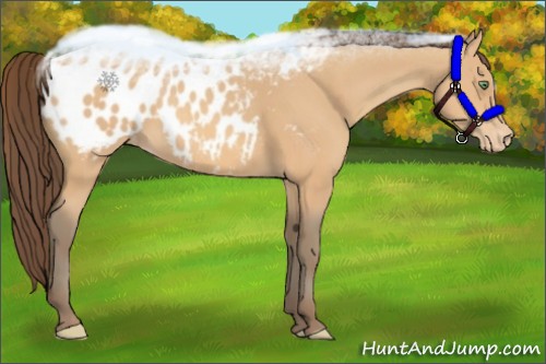 Horse Color:Amber Champagne Appaloosa