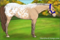 Horse Color:Amber Champagne Appaloosa 